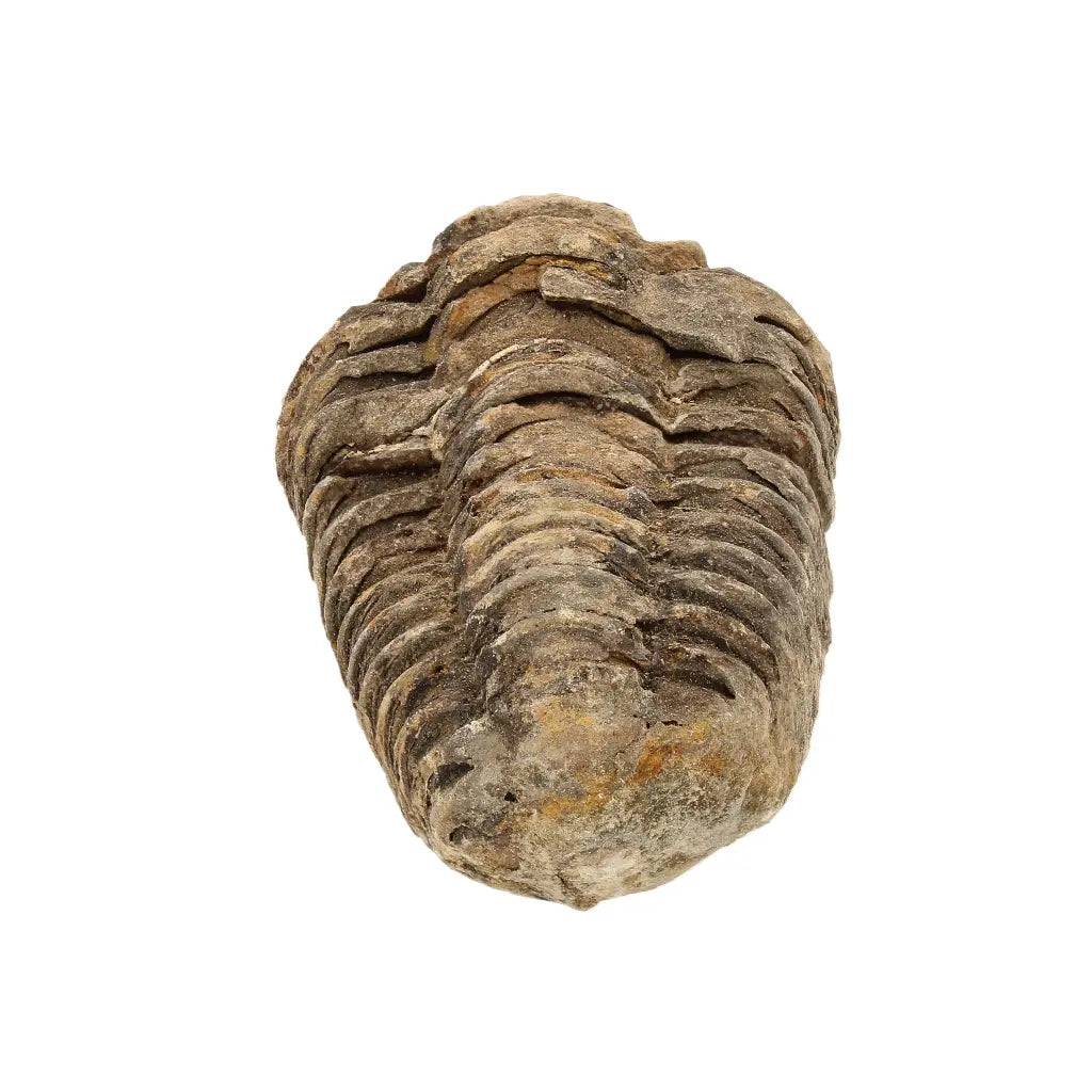 Small Upper Ordovician Calymene Trilobite Fossil from Morocco