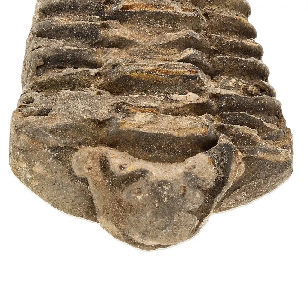 Small Upper Ordovician Calymene Trilobite Fossil from Morocco