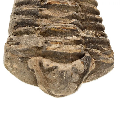 Small Upper Ordovician Calymene Trilobite Fossil from Morocco