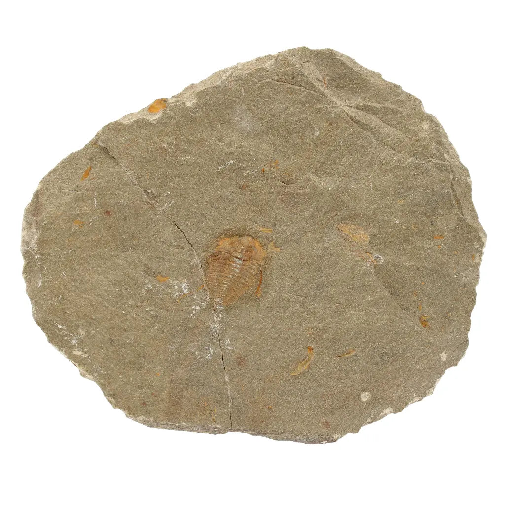 Get your Colpocoryphe grandis Trilobite Fossil, Morocco Specimen online now or in store at Forever Gems in Franschhoek, South Africa