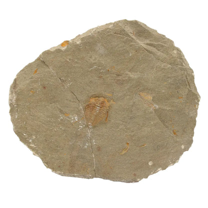 Get your Colpocoryphe grandis Trilobite Fossil, Morocco Specimen online now or in store at Forever Gems in Franschhoek, South Africa