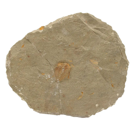 Get your Colpocoryphe grandis Trilobite Fossil, Morocco Specimen online now or in store at Forever Gems in Franschhoek, South Africa