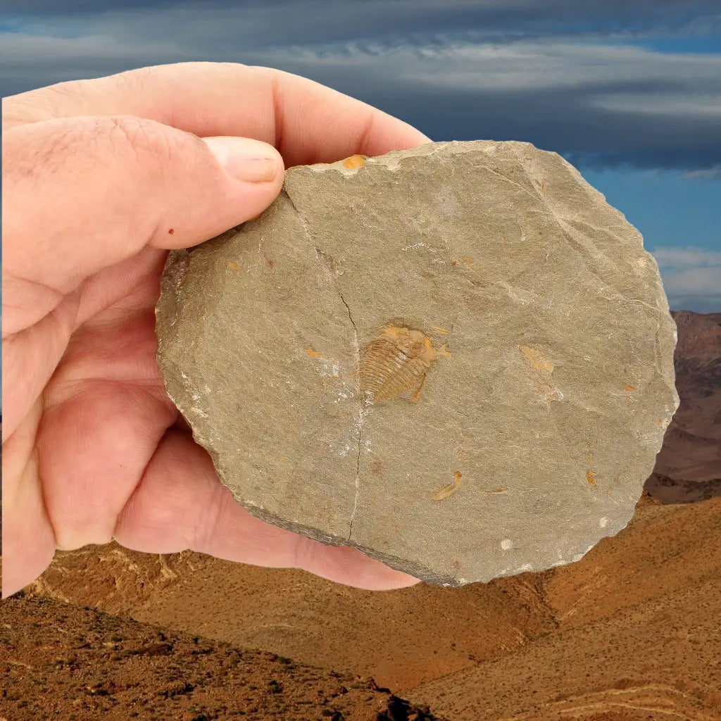 Get your Colpocoryphe grandis Trilobite Fossil, Morocco Specimen online now or in store at Forever Gems in Franschhoek, South Africa