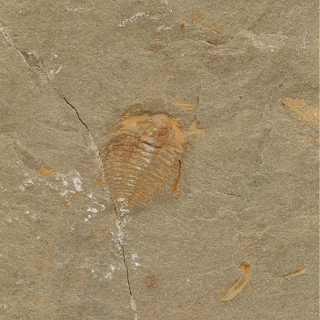Get your Colpocoryphe grandis Trilobite Fossil, Morocco Specimen online now or in store at Forever Gems in Franschhoek, South Africa