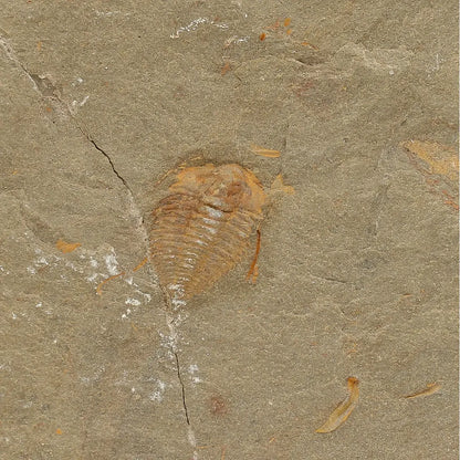 Get your Colpocoryphe grandis Trilobite Fossil, Morocco Specimen online now or in store at Forever Gems in Franschhoek, South Africa