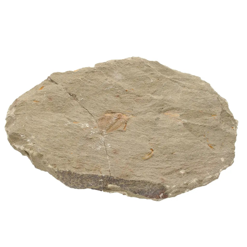 Get your Colpocoryphe grandis Trilobite Fossil, Morocco Specimen online now or in store at Forever Gems in Franschhoek, South Africa