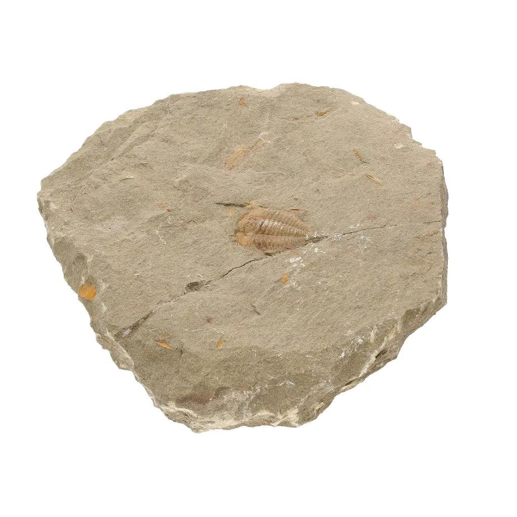 Get your Colpocoryphe grandis Trilobite Fossil, Morocco Specimen online now or in store at Forever Gems in Franschhoek, South Africa