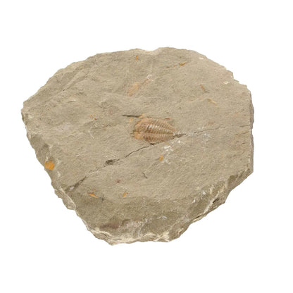 Get your Colpocoryphe grandis Trilobite Fossil, Morocco Specimen online now or in store at Forever Gems in Franschhoek, South Africa