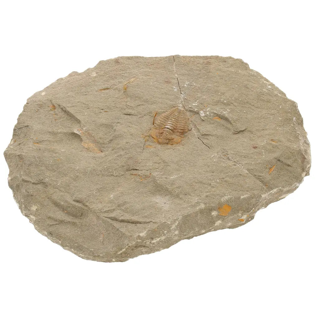 Get your Colpocoryphe grandis Trilobite Fossil, Morocco Specimen online now or in store at Forever Gems in Franschhoek, South Africa