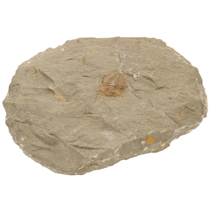 Get your Colpocoryphe grandis Trilobite Fossil, Morocco Specimen online now or in store at Forever Gems in Franschhoek, South Africa