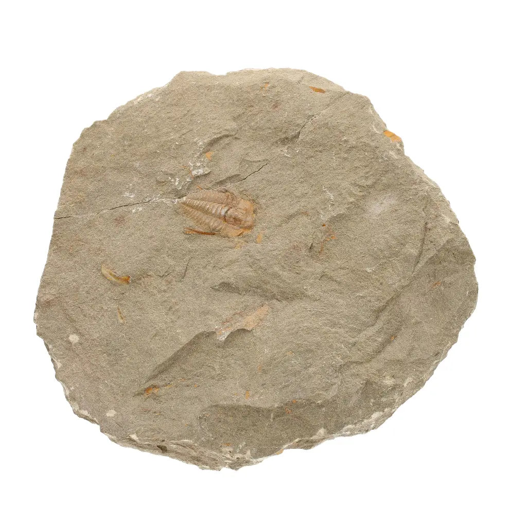 Get your Colpocoryphe grandis Trilobite Fossil, Morocco Specimen online now or in store at Forever Gems in Franschhoek, South Africa