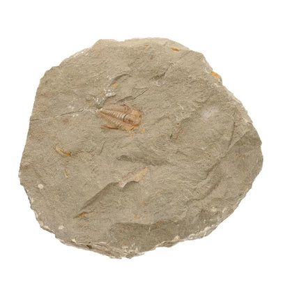 Get your Colpocoryphe grandis Trilobite Fossil, Morocco Specimen online now or in store at Forever Gems in Franschhoek, South Africa