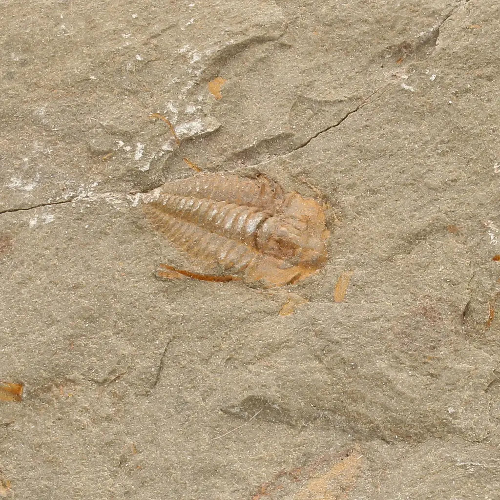 Get your Colpocoryphe grandis Trilobite Fossil, Morocco Specimen online now or in store at Forever Gems in Franschhoek, South Africa