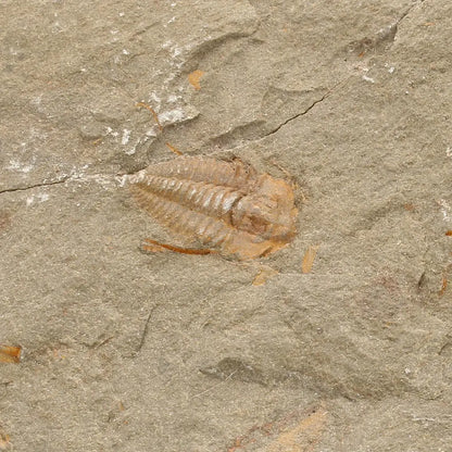 Get your Colpocoryphe grandis Trilobite Fossil, Morocco Specimen online now or in store at Forever Gems in Franschhoek, South Africa