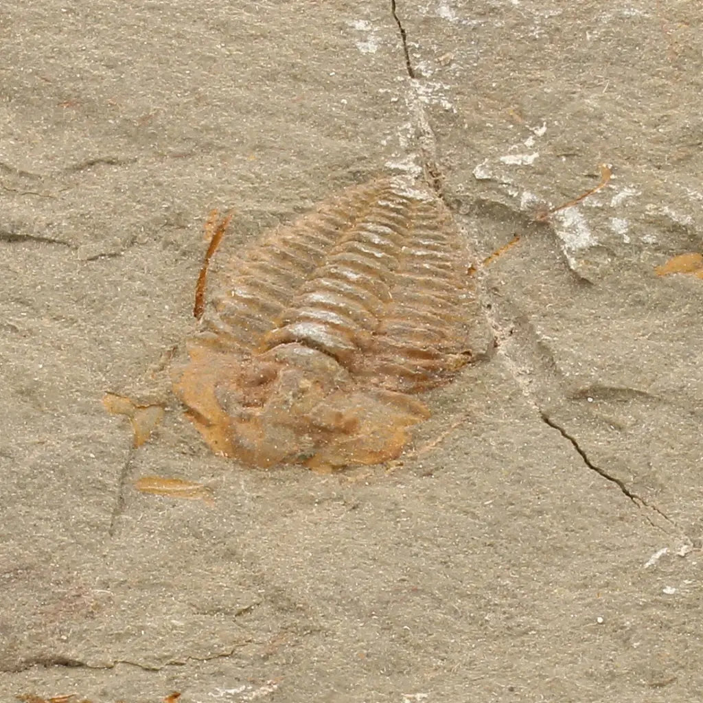 Get your Colpocoryphe grandis Trilobite Fossil, Morocco Specimen online now or in store at Forever Gems in Franschhoek, South Africa