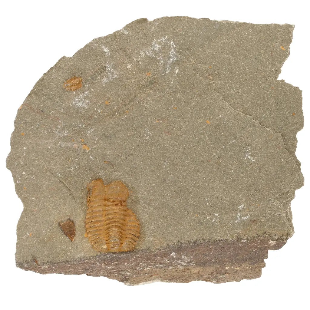 Get your Flexicalymene ouzregui Trilobite Fossil Plate Morocco online now or in store at Forever Gems in Franschhoek, South Africa