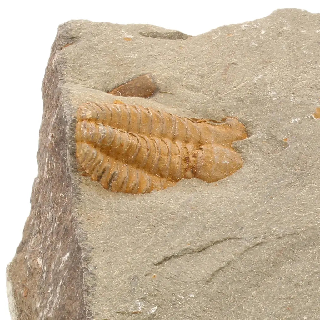 Get your Flexicalymene ouzregui Trilobite Fossil Plate Morocco online now or in store at Forever Gems in Franschhoek, South Africa
