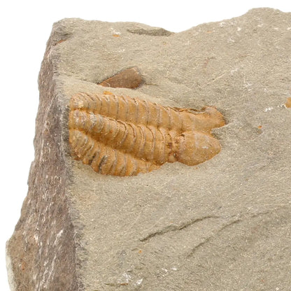 Get your Flexicalymene ouzregui Trilobite Fossil Plate Morocco online now or in store at Forever Gems in Franschhoek, South Africa