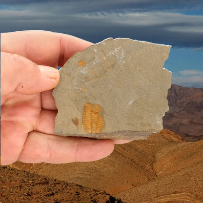 Get your Flexicalymene ouzregui Trilobite Fossil Plate Morocco online now or in store at Forever Gems in Franschhoek, South Africa