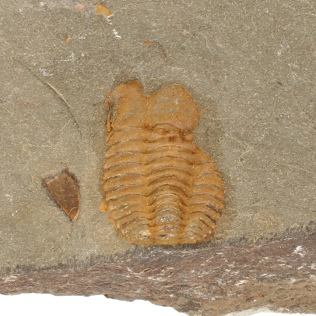 Get your Flexicalymene ouzregui Trilobite Fossil Plate Morocco online now or in store at Forever Gems in Franschhoek, South Africa