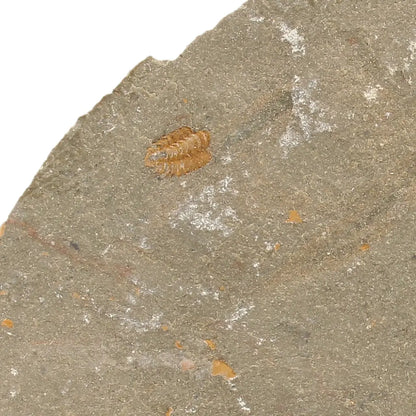Get your Flexicalymene ouzregui Trilobite Fossil Plate Morocco online now or in store at Forever Gems in Franschhoek, South Africa