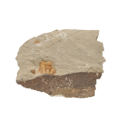 Get your Flexicalymene ouzregui Trilobite Fossil Plate Morocco online now or in store at Forever Gems in Franschhoek, South Africa