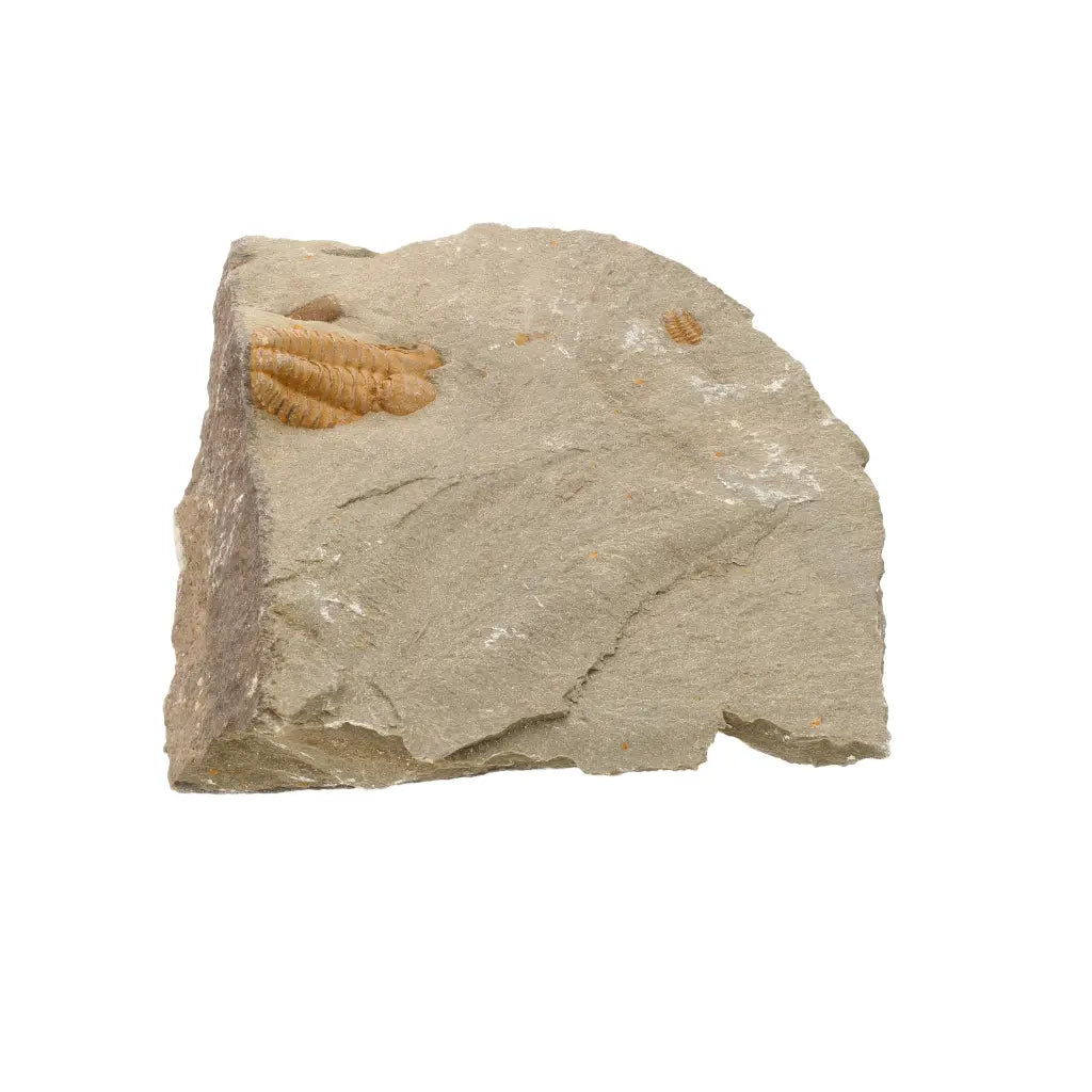 Get your Flexicalymene ouzregui Trilobite Fossil Plate Morocco online now or in store at Forever Gems in Franschhoek, South Africa