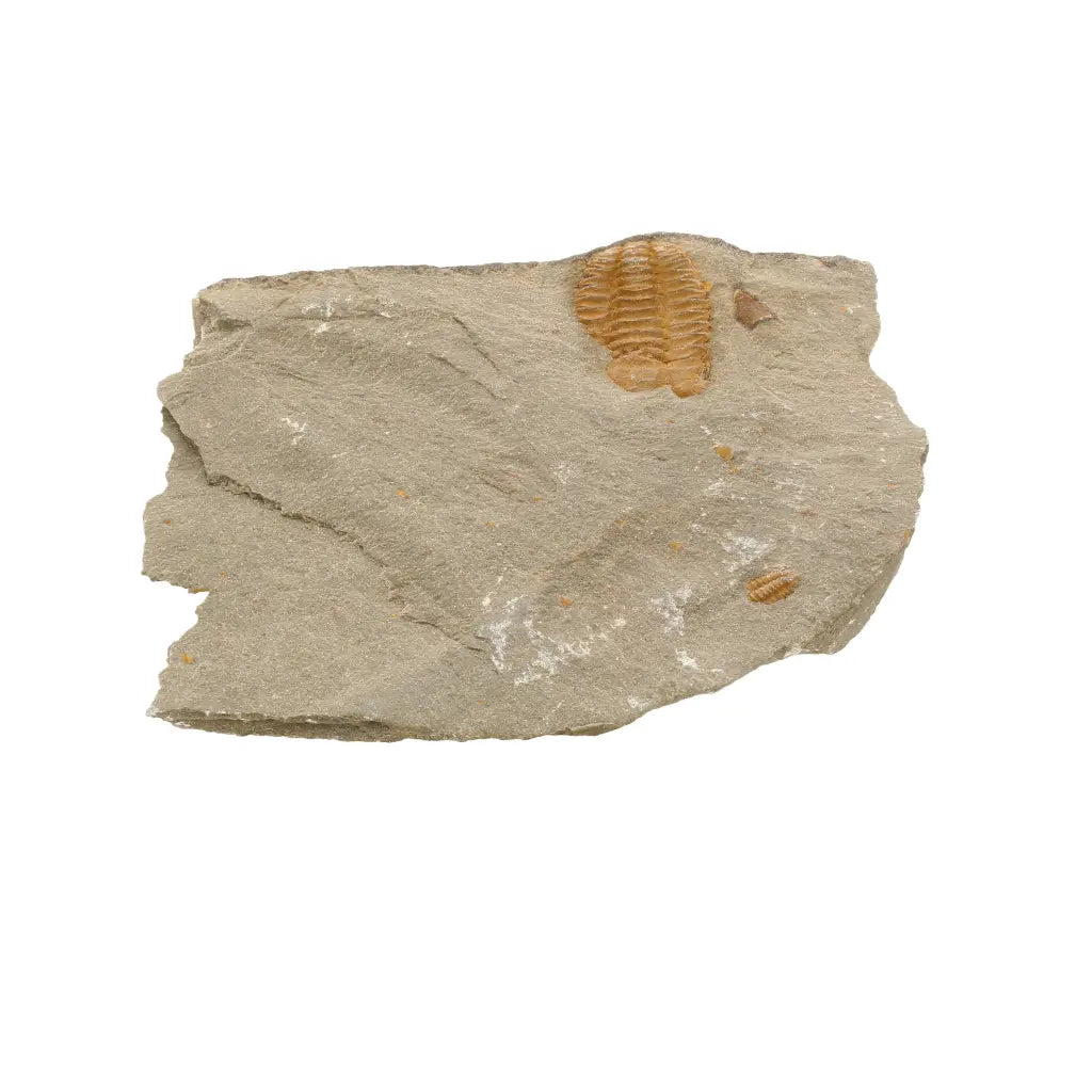 Get your Flexicalymene ouzregui Trilobite Fossil Plate Morocco online now or in store at Forever Gems in Franschhoek, South Africa