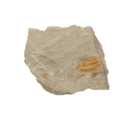 Get your Flexicalymene ouzregui Trilobite Fossil Plate Morocco online now or in store at Forever Gems in Franschhoek, South Africa