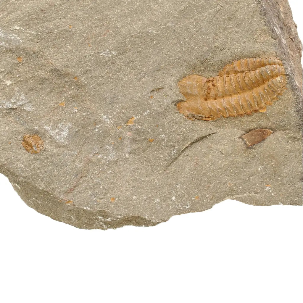 Get your Flexicalymene ouzregui Trilobite Fossil Plate Morocco online now or in store at Forever Gems in Franschhoek, South Africa