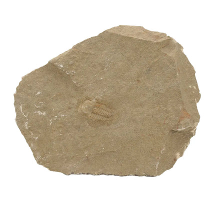 Get your Flexicalymene ouzregui Trilobite Fossil Specimen Morocco online now or in store at Forever Gems in Franschhoek, South Africa