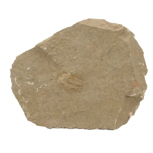 Get your Flexicalymene ouzregui Trilobite Fossil Specimen Morocco online now or in store at Forever Gems in Franschhoek, South Africa