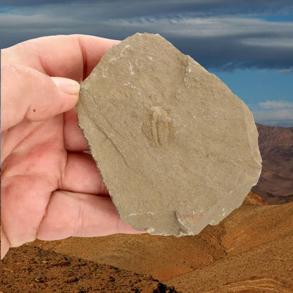 Get your Flexicalymene ouzregui Trilobite Fossil Specimen Morocco online now or in store at Forever Gems in Franschhoek, South Africa