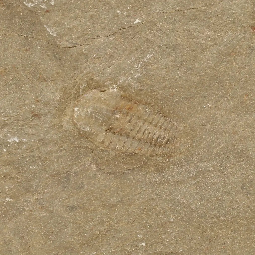 Get your Flexicalymene ouzregui Trilobite Fossil Specimen Morocco online now or in store at Forever Gems in Franschhoek, South Africa