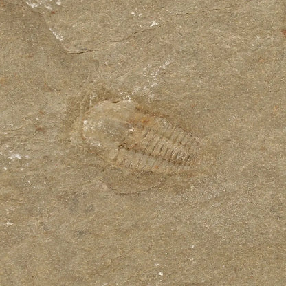 Get your Flexicalymene ouzregui Trilobite Fossil Specimen Morocco online now or in store at Forever Gems in Franschhoek, South Africa