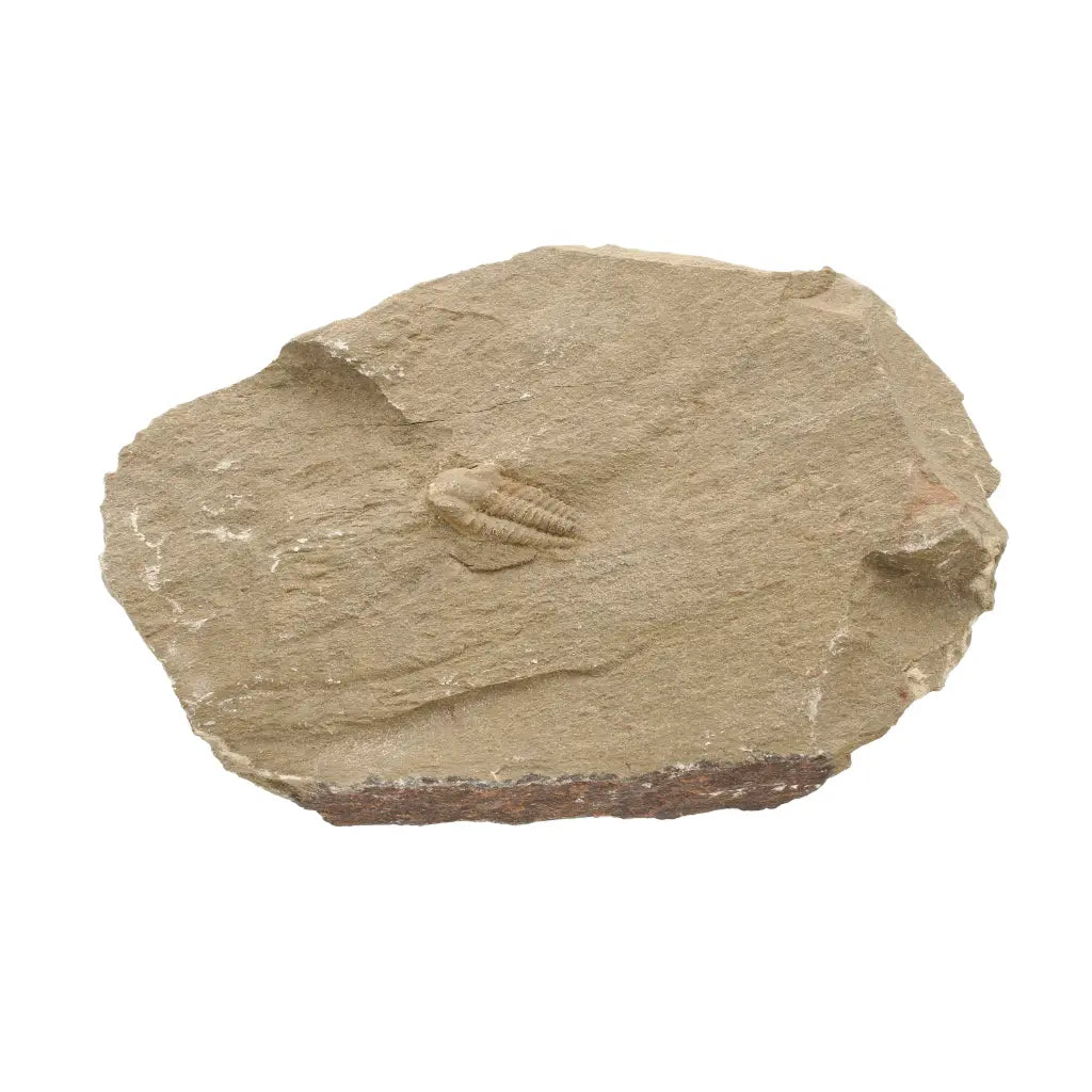 Get your Flexicalymene ouzregui Trilobite Fossil Specimen Morocco online now or in store at Forever Gems in Franschhoek, South Africa