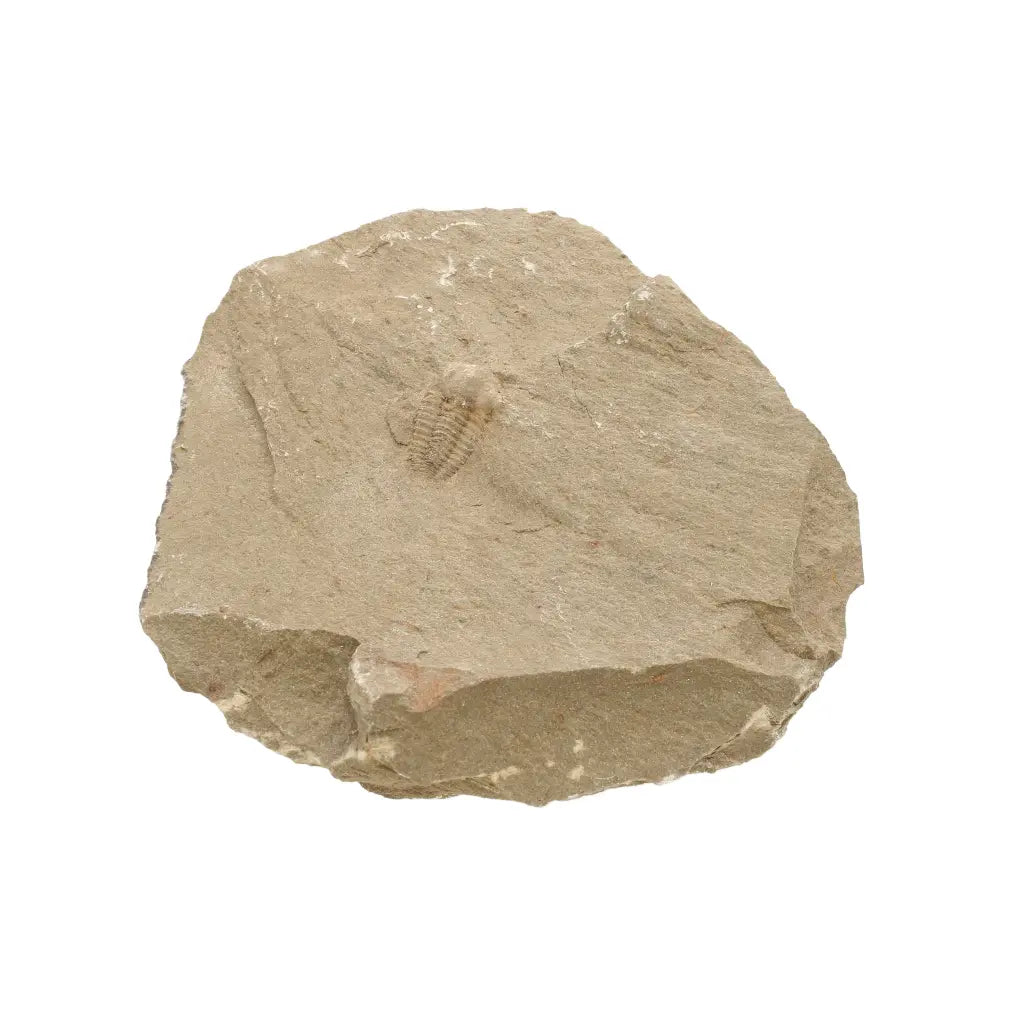 Get your Flexicalymene ouzregui Trilobite Fossil Specimen Morocco online now or in store at Forever Gems in Franschhoek, South Africa