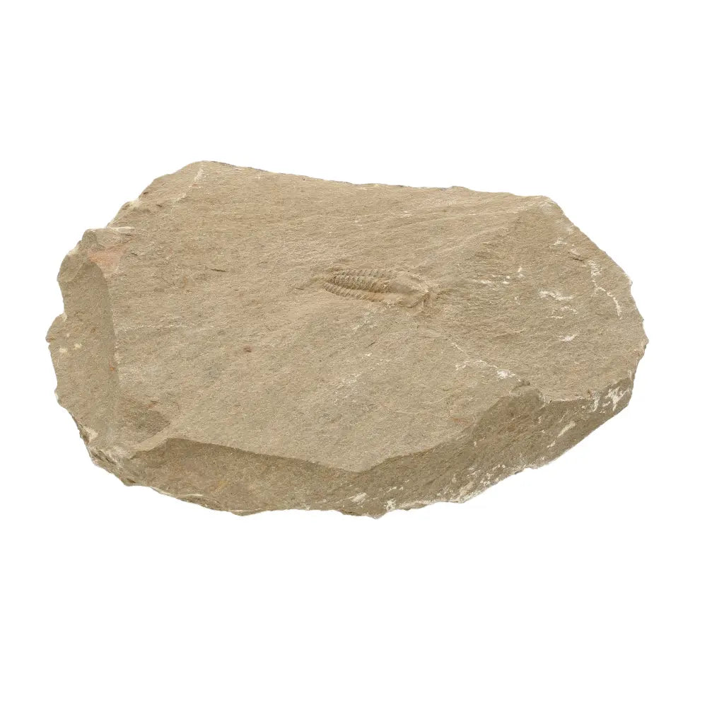 Get your Flexicalymene ouzregui Trilobite Fossil Specimen Morocco online now or in store at Forever Gems in Franschhoek, South Africa