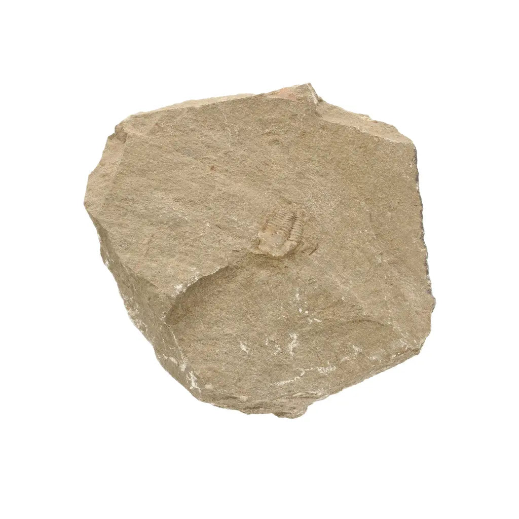 Get your Flexicalymene ouzregui Trilobite Fossil Specimen Morocco online now or in store at Forever Gems in Franschhoek, South Africa
