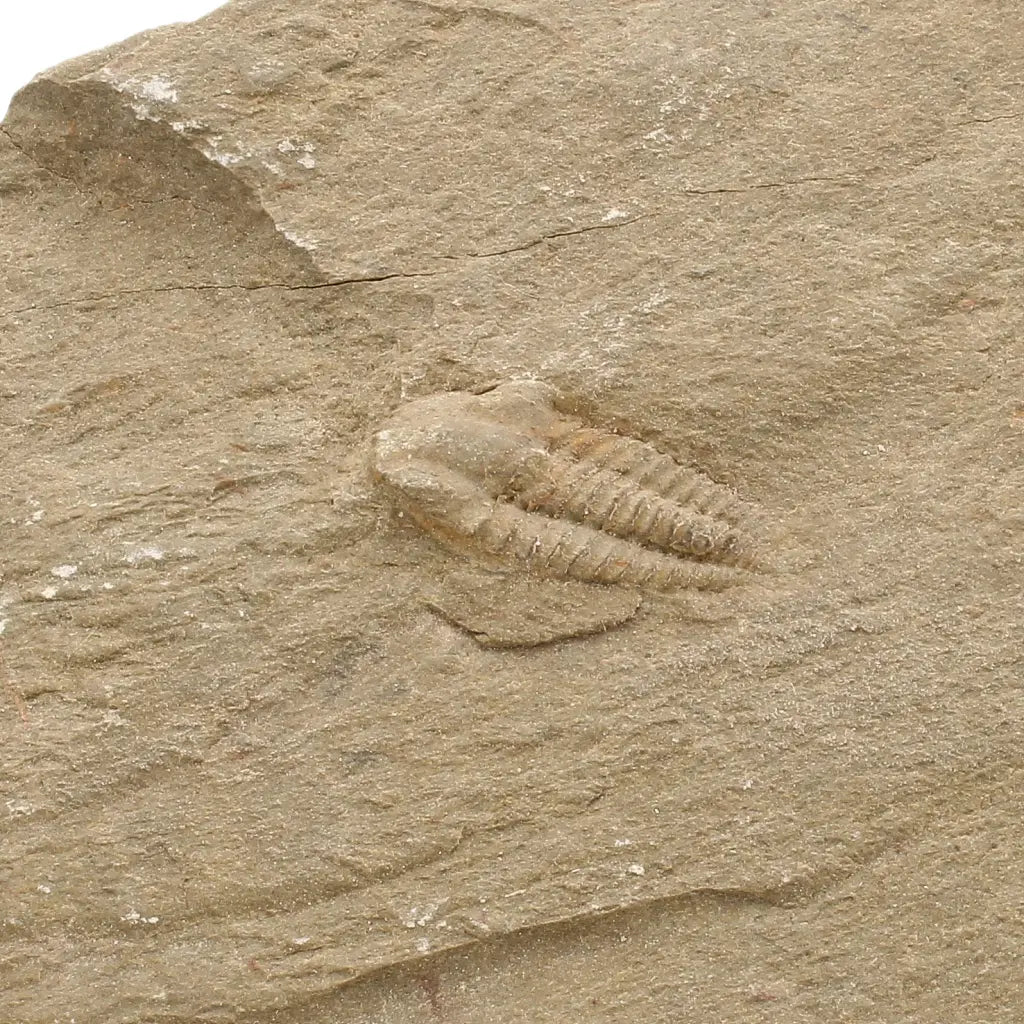 Get your Flexicalymene ouzregui Trilobite Fossil Specimen Morocco online now or in store at Forever Gems in Franschhoek, South Africa