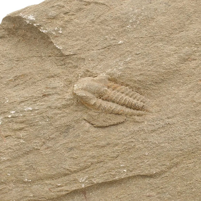 Get your Flexicalymene ouzregui Trilobite Fossil Specimen Morocco online now or in store at Forever Gems in Franschhoek, South Africa