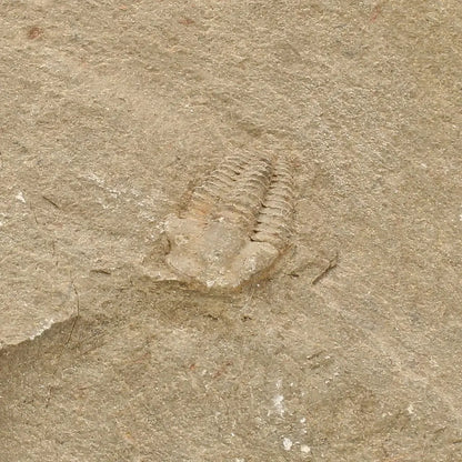 Get your Flexicalymene ouzregui Trilobite Fossil Specimen Morocco online now or in store at Forever Gems in Franschhoek, South Africa