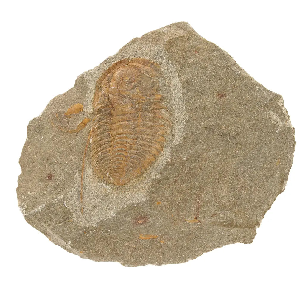 Get your Flexicalymene ouzregui Trilobite Fossil Morocco Specimen online now or in store at Forever Gems in Franschhoek, South Africa