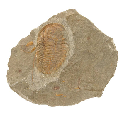 Get your Flexicalymene ouzregui Trilobite Fossil Morocco Specimen online now or in store at Forever Gems in Franschhoek, South Africa