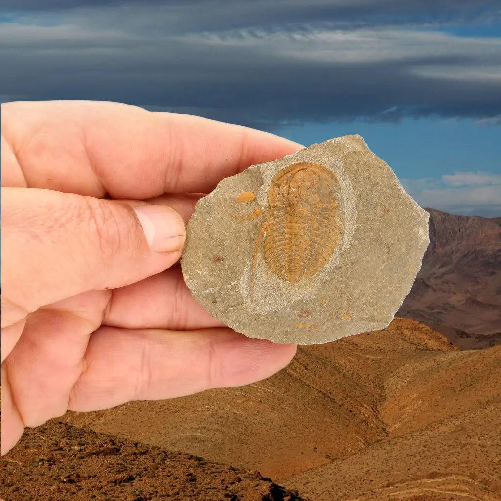 Get your Flexicalymene ouzregui Trilobite Fossil Morocco Specimen online now or in store at Forever Gems in Franschhoek, South Africa