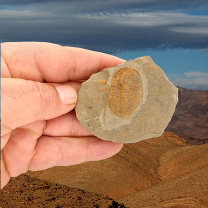 Get your Flexicalymene ouzregui Trilobite Fossil Morocco Specimen online now or in store at Forever Gems in Franschhoek, South Africa