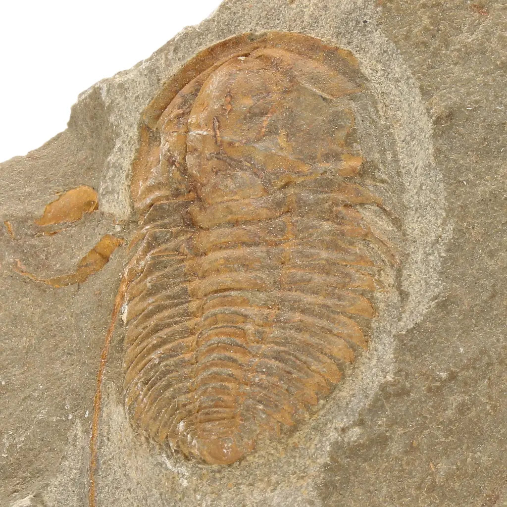 Get your Flexicalymene ouzregui Trilobite Fossil Morocco Specimen online now or in store at Forever Gems in Franschhoek, South Africa