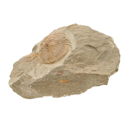 Get your Flexicalymene ouzregui Trilobite Fossil Morocco Specimen online now or in store at Forever Gems in Franschhoek, South Africa