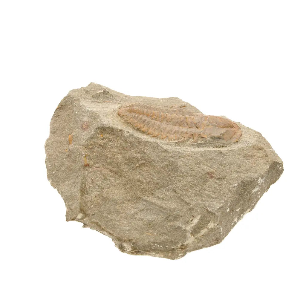 Get your Flexicalymene ouzregui Trilobite Fossil Morocco Specimen online now or in store at Forever Gems in Franschhoek, South Africa