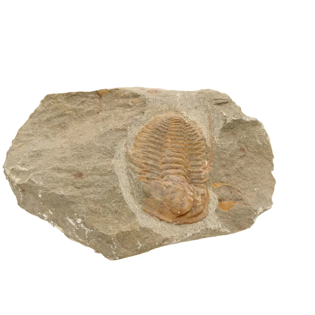 Get your Flexicalymene ouzregui Trilobite Fossil Morocco Specimen online now or in store at Forever Gems in Franschhoek, South Africa